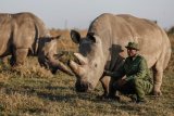 News24 | 'We will save them': The quest to rescue nearly extinct rhino