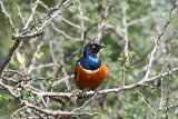These birds form life-long friendships just like humans, study finds