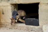 Trained ‘hero rats’ with sensitive noses and tiny backpacks are saving lives