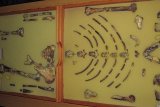 Ethiopian fossil Lucy leaves for her first exhibition in Europe