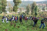 Ethiopia's national tree campaign underway with aim to plant 700 million seedlings in one day