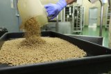 The US plans to begin breeding billions of flies to fight a pest. Here is how it will work