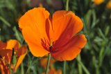 Annuals are the forgotten native plants. Here are 7 worth adding to the garden
