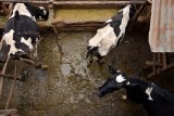 Development banks ‘still funding industrial livestock despite climate promises’