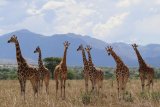 How many giraffe species are in Africa? New scientific analysis quadruples the count