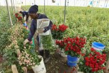 Thorny problems with Valentine’s roses: Invasive bugs and toxic pesticides hurt Kenya’s exports