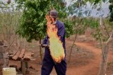 The unusual tactics used by farmers to stop marauding elephants