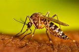 Hope for developing world as Swiss anti-malarial for newborns approved