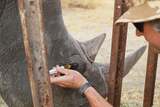 ‘Far-fetched’ plan devised across globe to save rhino in Africa
