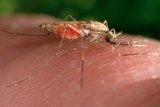Swiss medicines authority issues first approval for antimalarial drug for treatment of infants