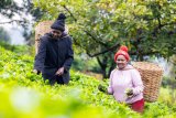 Tea farmers struggle to pay medical bills as the climate crisis impacts crop sizes