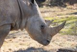 Dolly, the oldest rhino in the US, has died at a Tennessee zoo at age 56