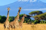 Giraffe genitalia among hundreds of body parts imported by trophy hunters