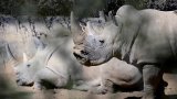Rwanda adopts 70 South African white rhinos under rewilding initiative