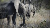 Namibia deploys 500 soldiers to fight fire in Etosha National Park