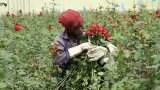 Invasive bugs and toxic pesticides hurt Kenya’s Valentine's rose exports