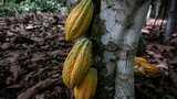 Ivory Coast: Cocoa industry in limbo as prices fall