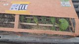 Lagos airport seizes over 1600 exotic birds headed for Kuwait