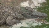 In this Moroccan crocodile park, children learn about the environment