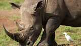 Ears 'notched' in drive to boost Kenya's Rhino population