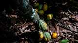 Ivory Coast: Government launches cocoa buyback scheme