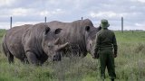 Kenya wildlife park fears poacher resurgence after USAID cuts