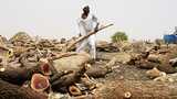War devastates Sudan's ancient acacia forest, threatening ecosystem