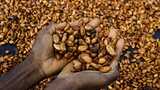 Ivory Coast to buy entire stockpile of cocoa beans as stocks pile up
