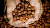 Nigeria bans raw shea nut exports to boost local industry