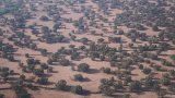 Morocco’s argan oil boom threatens forests and rural livelihoods