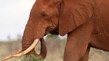 Elephant forced to drink beer at Kenyan nature park