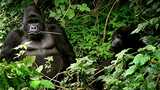 Rare gorilla twins born in conflict-hit Virunga National Park in DR Congo