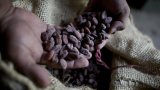 Cameroon nears full cocoa traceability as EU deadline looms, but risks remain