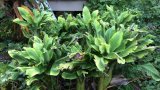 From ruin to revival as Malawi’s banana growers plant a new future