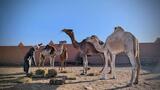 Climate change threatens Morocco's camels, and with them its cultural heritage