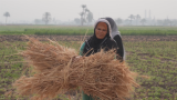 Egypt's female farm workers face dire working conditions