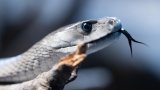 Africa's deadly black mamba holds vital clues to urban pollution