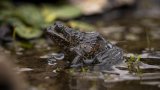 River frog scales new heights on Tanzania's Kilimanjaro in rare alpine find