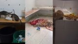 Shortages, sanitation issues and corruption: Morocco’s public hospitals at a breaking point